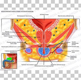 Urinary Bladder Anatomy Excretory System Urine Autonomic Nervous System