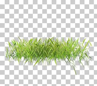 Lawn Grasses PNG