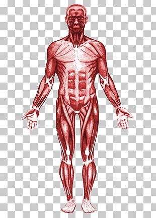 Human Anatomy Muscle Human Body Muscular System PNG, Clipart, Abdomen ...