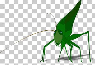 The Ant And The Grasshopper PNG
