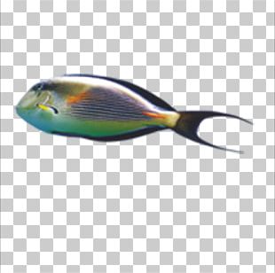 Small Fish PNG Transparent Images Free Download