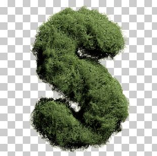 Moss Font Family Non-vascular Plant Font PNG