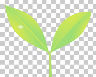 Leaf Green Plant Flower Tree PNG