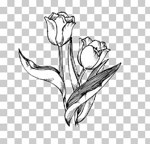 Drawing Tulip PNG, Clipart, Drawing, Encapsulated Postscript, Flower ...