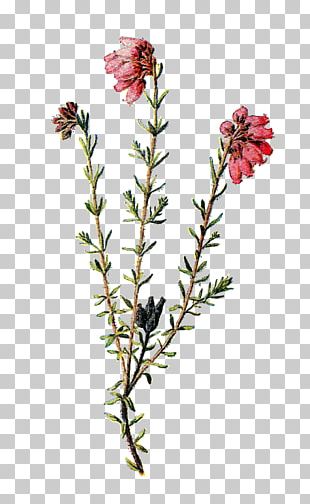 Familiar Wild Flowers Purple-loosestrife Wildflower PNG, Clipart, Art ...