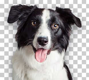 Border Collie Puppy Cat Pet Veterinarian PNG, Clipart, Affordable ...