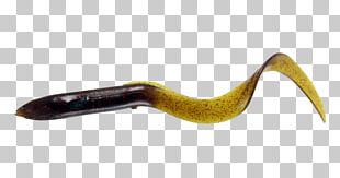 Eel Reptile Fishing Baits & Lures Angling Human Body PNG