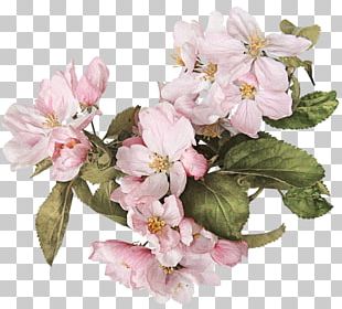 Watercolor Painting Flower Art Cherry Blossom PNG, Clipart, Artificial ...