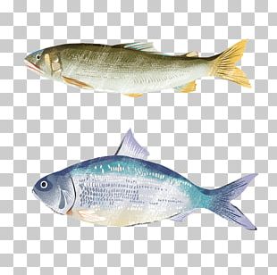 Milkfish Common Carp Herring PNG, Clipart, Animal, Animals, Aquaculture ...