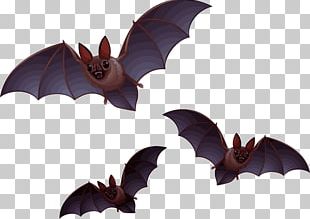 Bat Halloween PNG