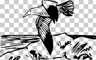 European Herring Gull Bird PNG