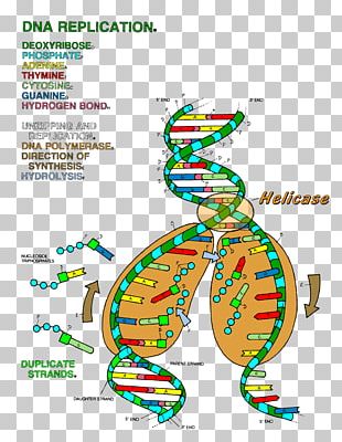 helicase clipart school