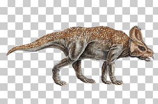 Avaceratops Utahceratops Late Cretaceous Einiosaurus PNG