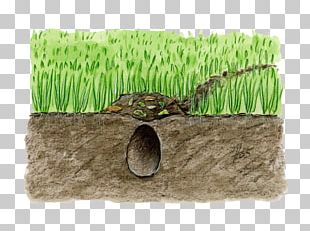 Soil Horizon Grass PNG