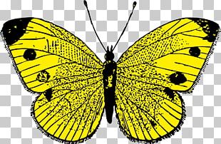 Butterfly PNG