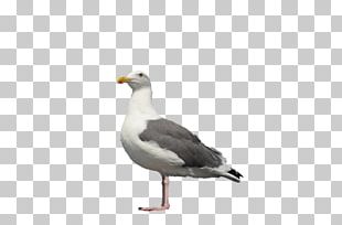 Great Black-backed Gull European Herring Gull Ring-billed Gull PNG