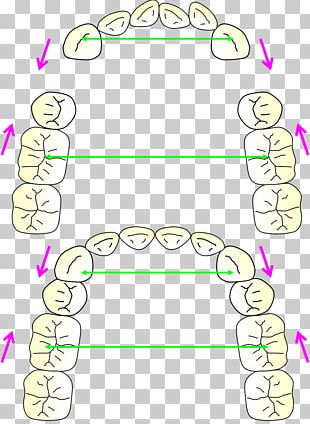 Human Behavior Finger Plant PNG