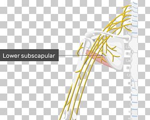Thoracodorsal Nerve Lower Subscapular Nerve Upper Subscapular Nerve Thoracodorsal Artery PNG