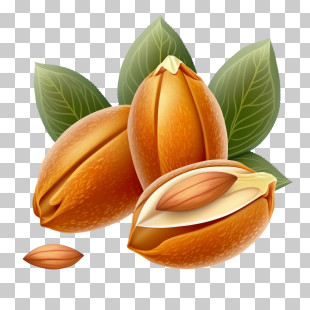 Almonds
 - Illustration Of Almonds With Fresh Leaves PNG