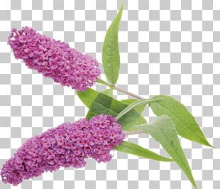 Buddleja Davidii PNG Images, Buddleja Davidii Clipart Free Download