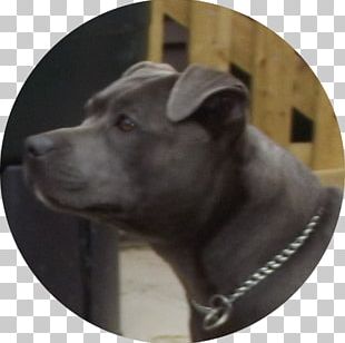 Dog Breed American Pit Bull Terrier Dog Collar PNG