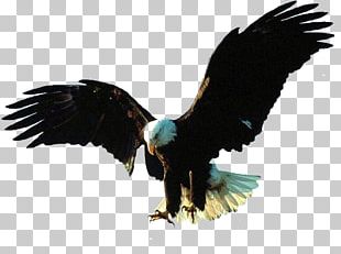 Bald Eagle Golden Eagle Flight Drawing PNG, Clipart, Bald Eagle ...