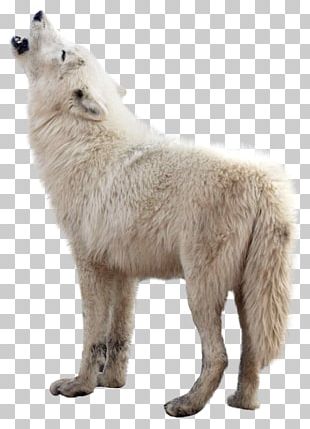 Gray Wolf PNG, Clipart, Animals, Art, Artwork, Black And White, Black ...