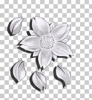 Flower Drawing Cherry Blossom Sketch PNG