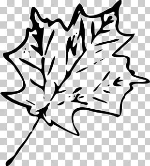 Maple Leaf PNG