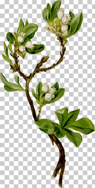 Arctostaphylos Alpina Madrones Stock Photography Flowering Plant PNG
