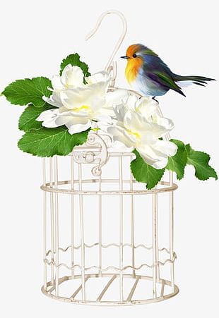 Birdcage PNG