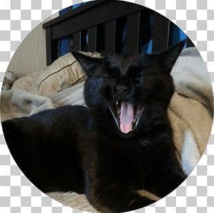 Black Cat Dog Twin Cities Pet Rescue Pet Adoption PNG