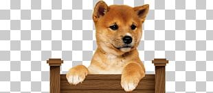 Puppy Dalmatian Dog Shiba Inu Labrador Retriever Golden Retriever PNG