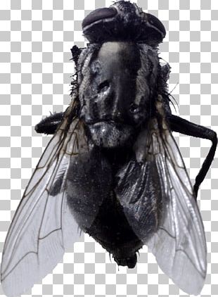 Fly PNG