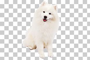 German Spitz Klein American Eskimo Dog Canadian Eskimo Dog German Spitz Mittel Japanese Spitz PNG
