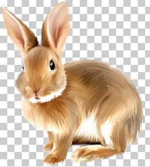 Angora Rabbit PNG