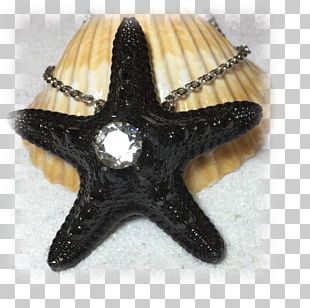 Starfish PNG