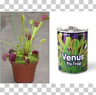 Venus Flytrap Carnivorous Plant Pitcher Plant PNG