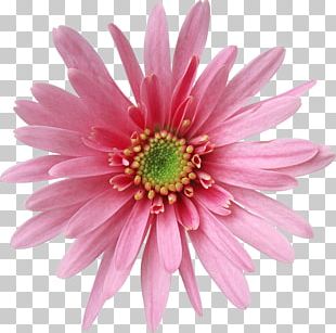 FLORES PNG