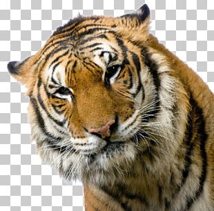 Cat French Bulldog Bengal Tiger White Tiger Tigers Roar! PNG