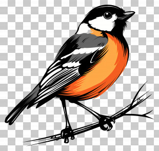 Cartoon Bird - Colorful Bird On Branch PNG