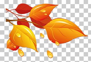 Autumn Leaf Color PNG