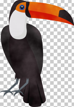 Toucans Beak PNG