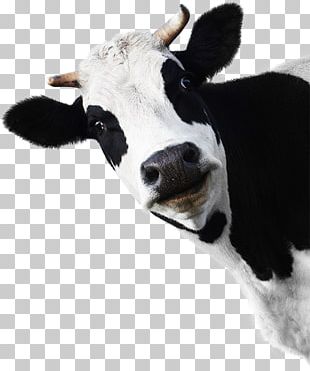 Jersey Cattle Holstein Friesian Cattle Calf Dairy Cattle PNG, Clipart ...
