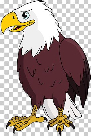 Bald Eagle Vulture PNG, Clipart, Accipitriformes, Animals, Bald Eagle ...