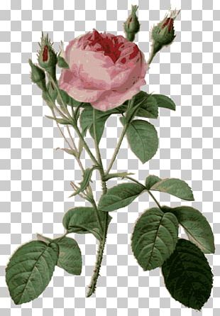 Roses PNG Images, Roses Clipart Free Download