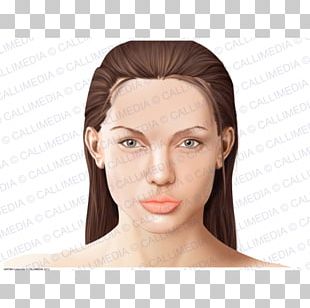 Human Anatomy Physiology Human Body Head PNG, Clipart, Anatomy, Biology ...