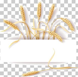 Common Wheat Cereal Ear Rye PNG