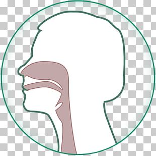 Eye Cheek Jaw Tooth PNG