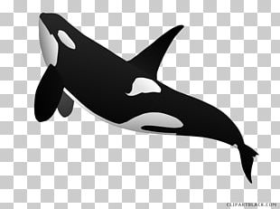 Killer Whale Dolphin Information Facebook PNG, Clipart, 2016, Animals ...